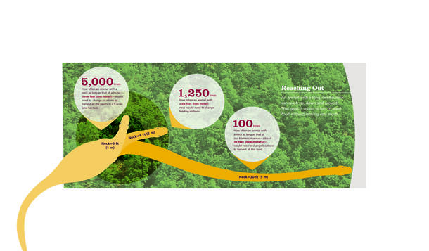 A graphic showing how increased length translates to increased ability to reach for food in sauropod dinosaurs.