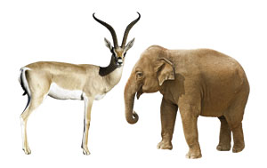 A side view of an Indian elephant and a Grant's gazelle with S-shaped horns. The image of the gazelle is enlarged so the animals are the same height.