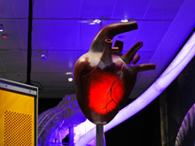 A model of the heart of a Mamenchisaurus sauropod exhibited in a Museum hall.