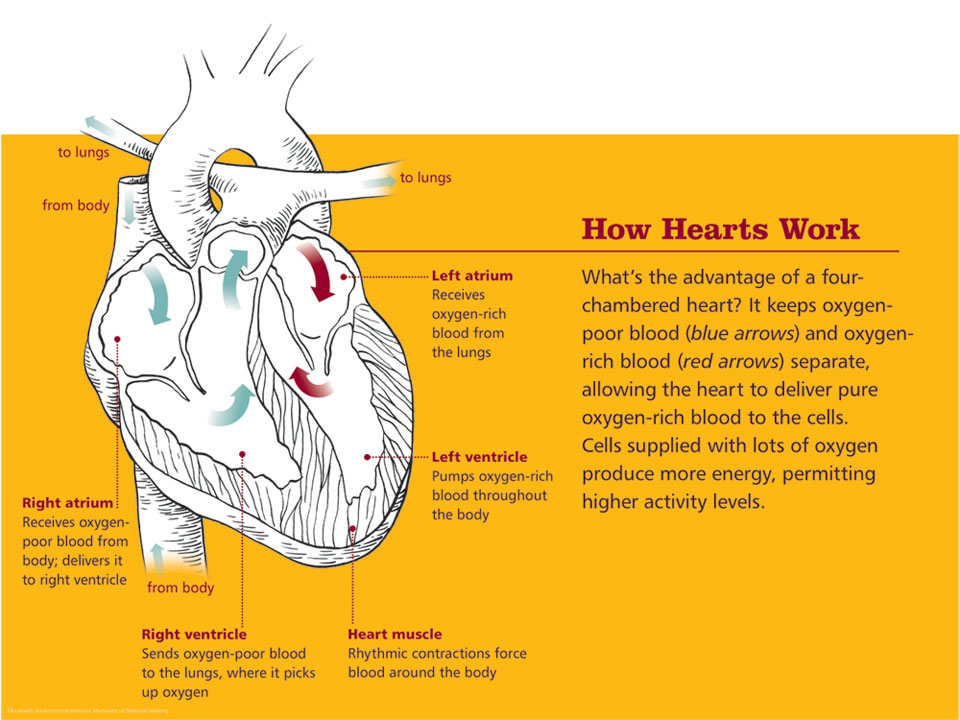 An explanation panel titled "How Hearts Work" with text and a drawing of a four-chambered heart and its surrounding muscle.