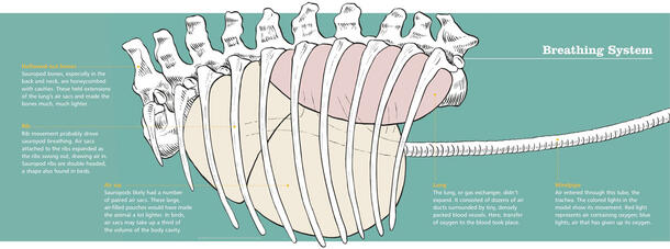 The breathing system of a sauropod, shown as a drawing of a rib cage with its underlying organs.