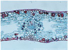 A plant cell shown under microscopic magnification.