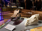 An exhibition hall case containing two skulls, one a Diplodocus skull, the other a horse skull.