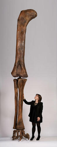 A woman stands dwarfed beside a huge upright leg bone of a Supersaurus vivanae. The toes have enormous sharp claws that are larger than the woman's foot.
