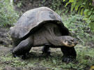 A large Galapagos tortoise standing on a land surface with low green vegetation.