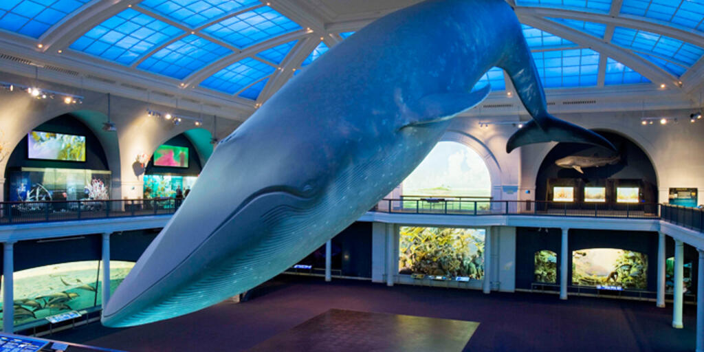 Blue Whale Model Renovation | AMNH