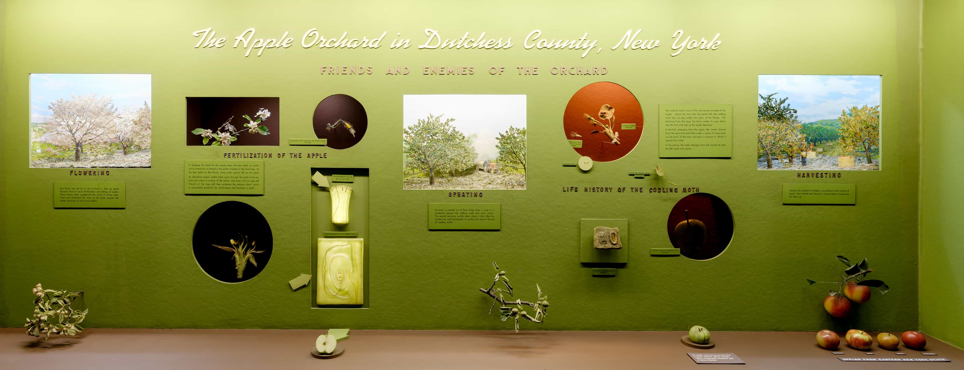 Museum case containing models and dioramas illustrating the varieties, reproduction, spra and pests of the apple orchard in Dutchess County, New York.