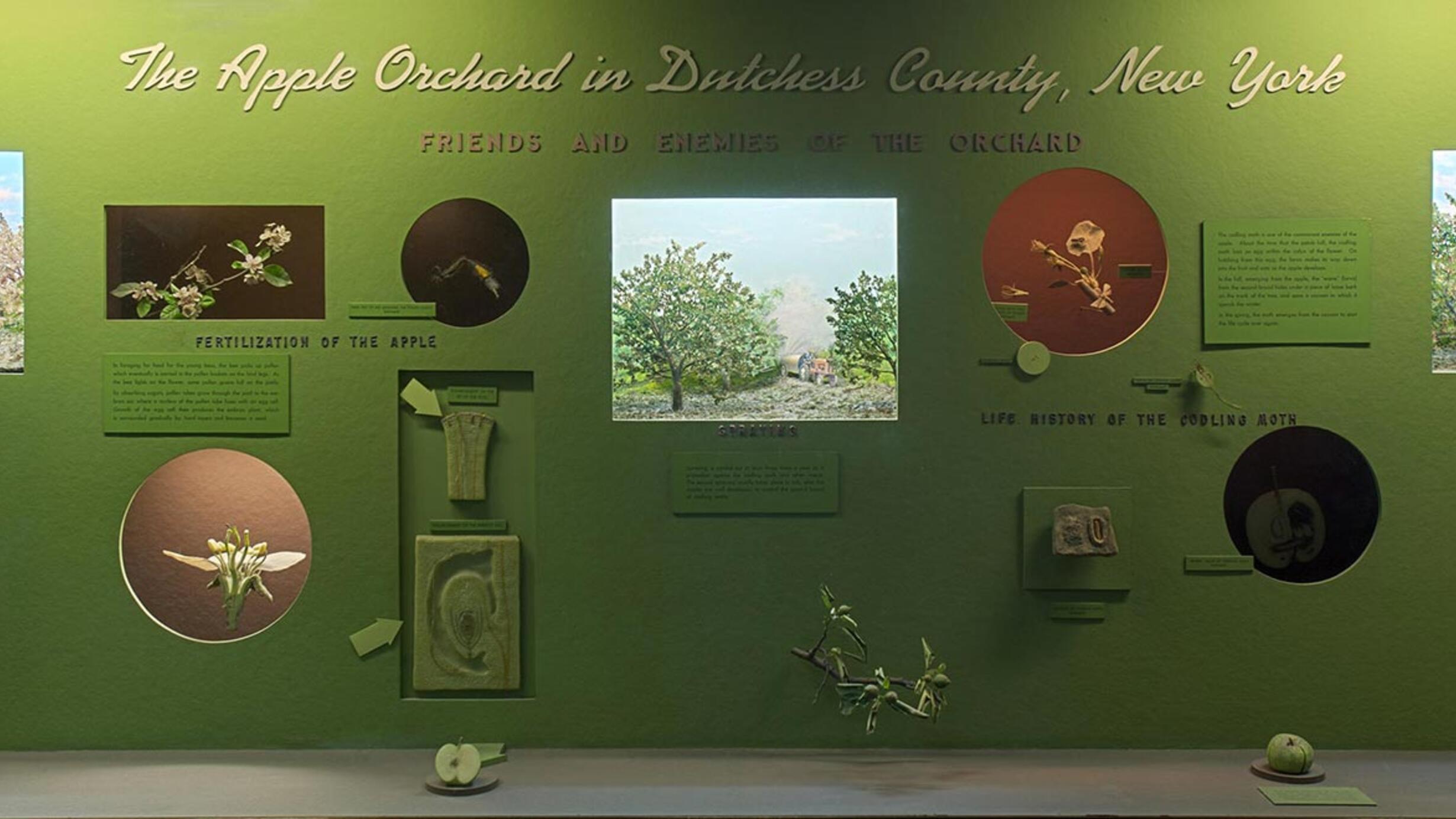 Museum case containing models and dioramas illustrating the varieties, reproduction, spra and pests of the apple orchard in Dutchess County, New York.