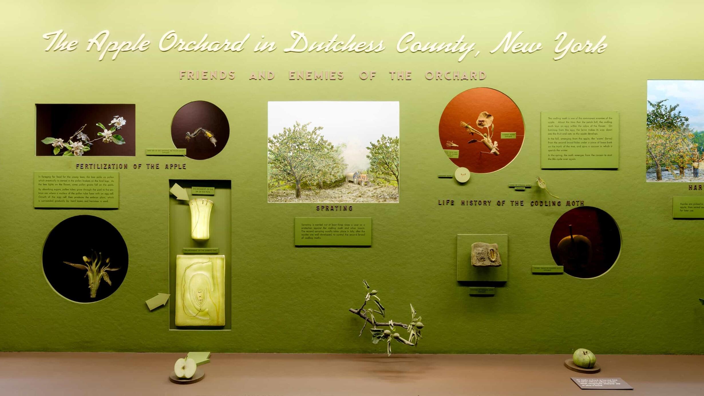 Museum case containing models and dioramas illustrating the varieties, reproduction, spra and pests of the apple orchard in Dutchess County, New York.