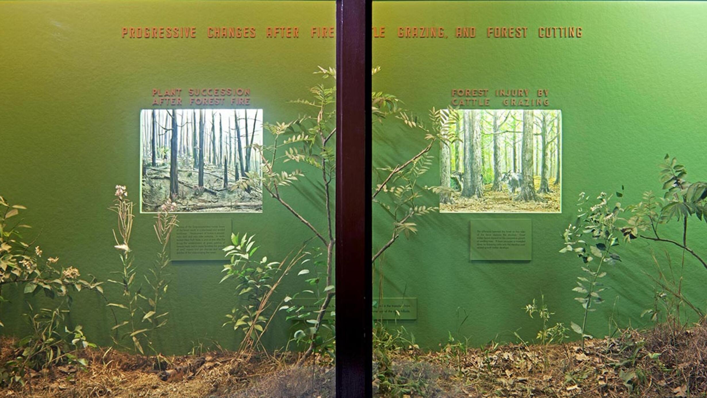 Museum case showing forest flora and dioramas illustrating different stages of the forest.