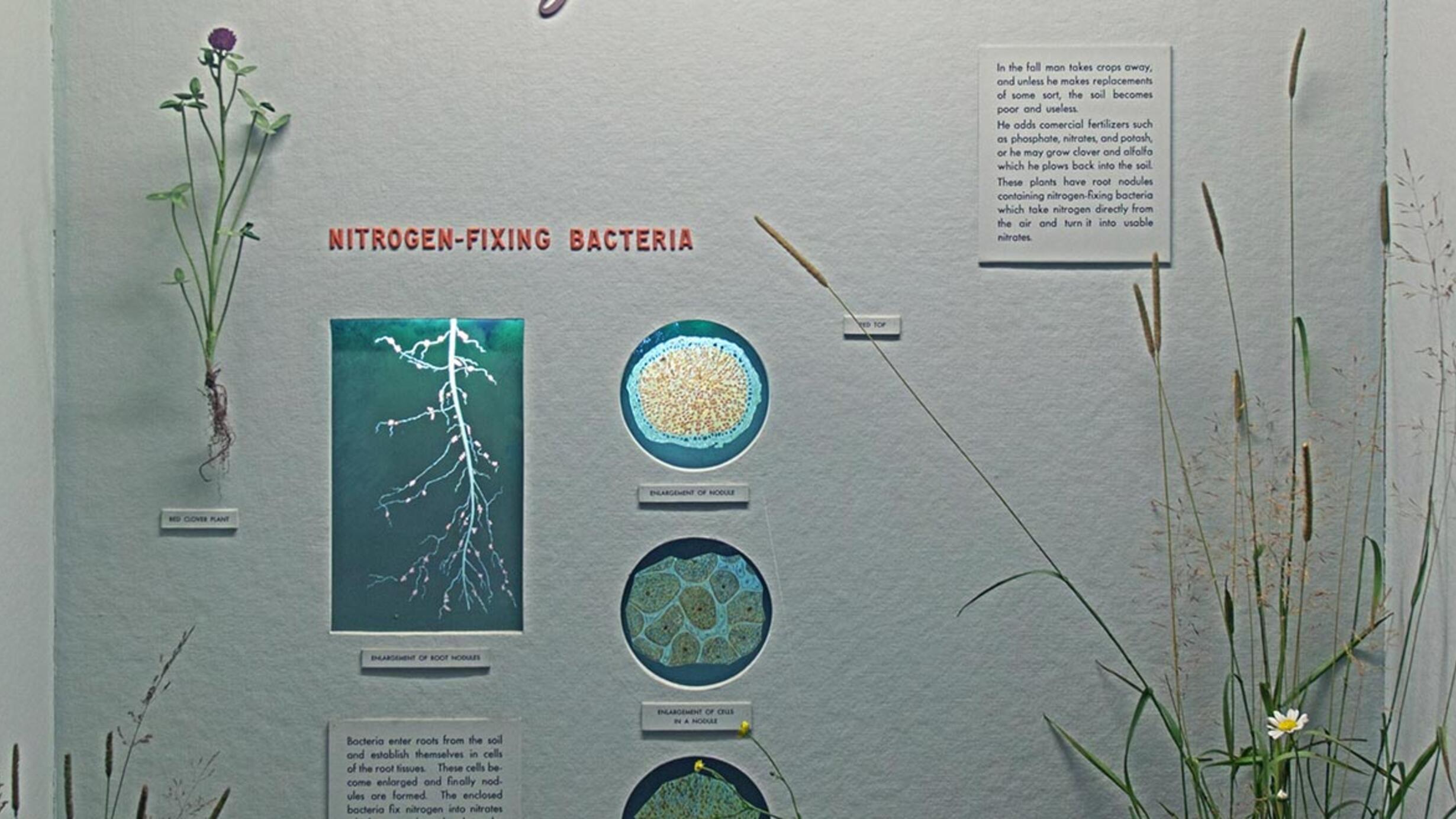 Museum case showing illustrations, diagrams and models of the fertilizers in the soil and their effects in vegetation.