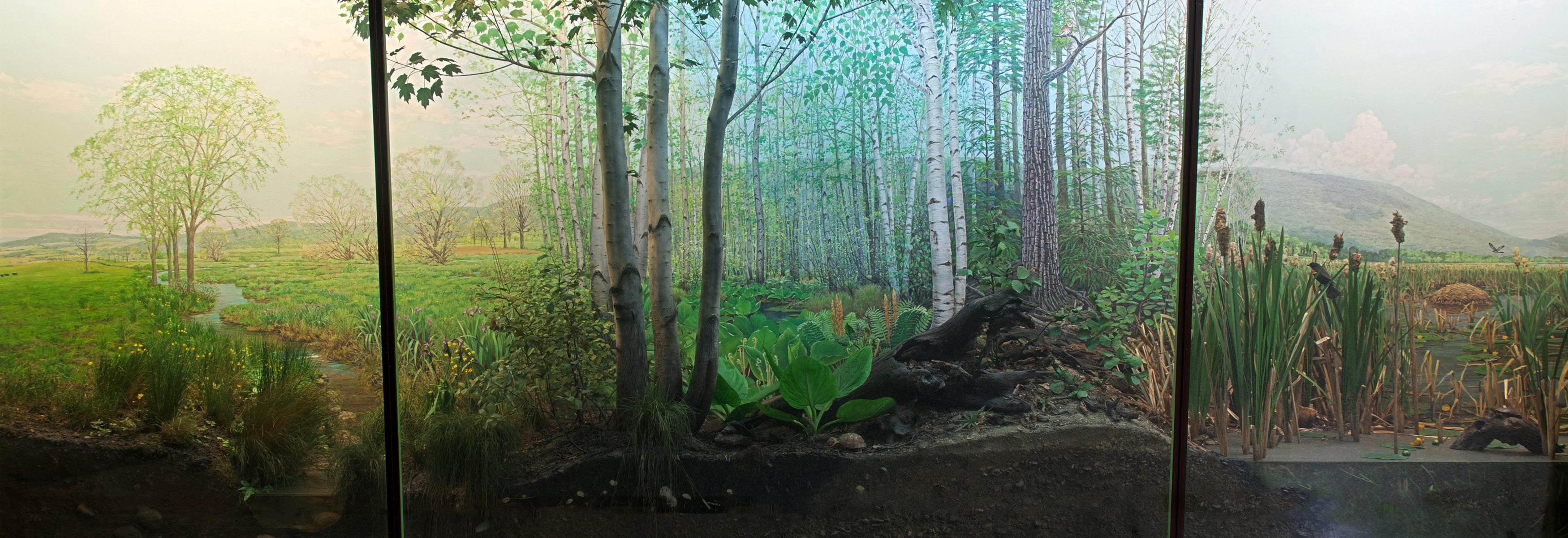 Diorama illustrating a glacial kettle with wetlands and a field, showing flora and fauna.