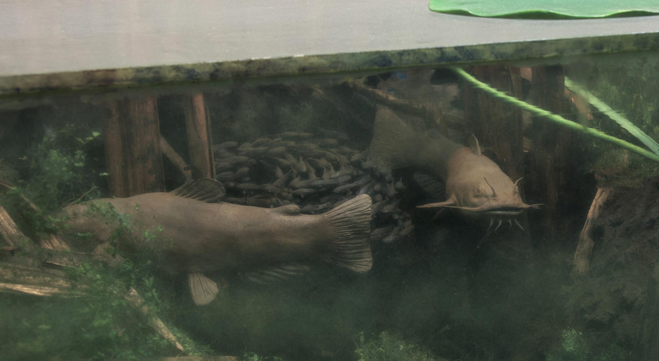 Section of a diorama showing a cross-section of a lake with several brown bullhead catfish in it.