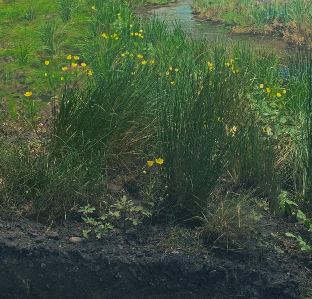 Section of a diorama showing bulbous buttercup.