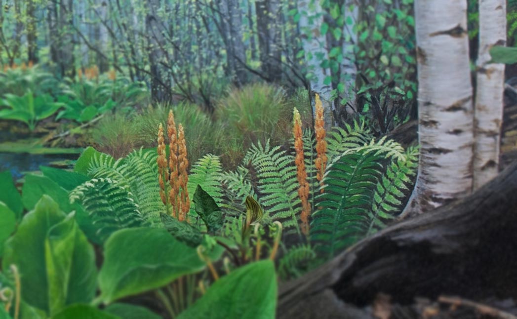 Section of a diorama showing cinnamon fern