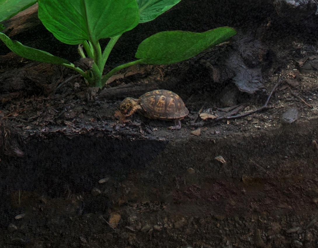 Section of a diorama showing a common box turtle