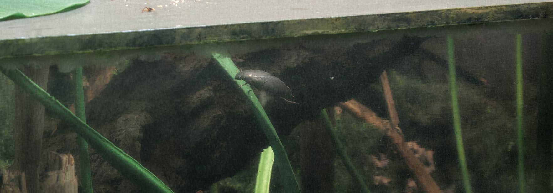 Section of a diorama showing a cross-section of a lake with a diving beetle on it