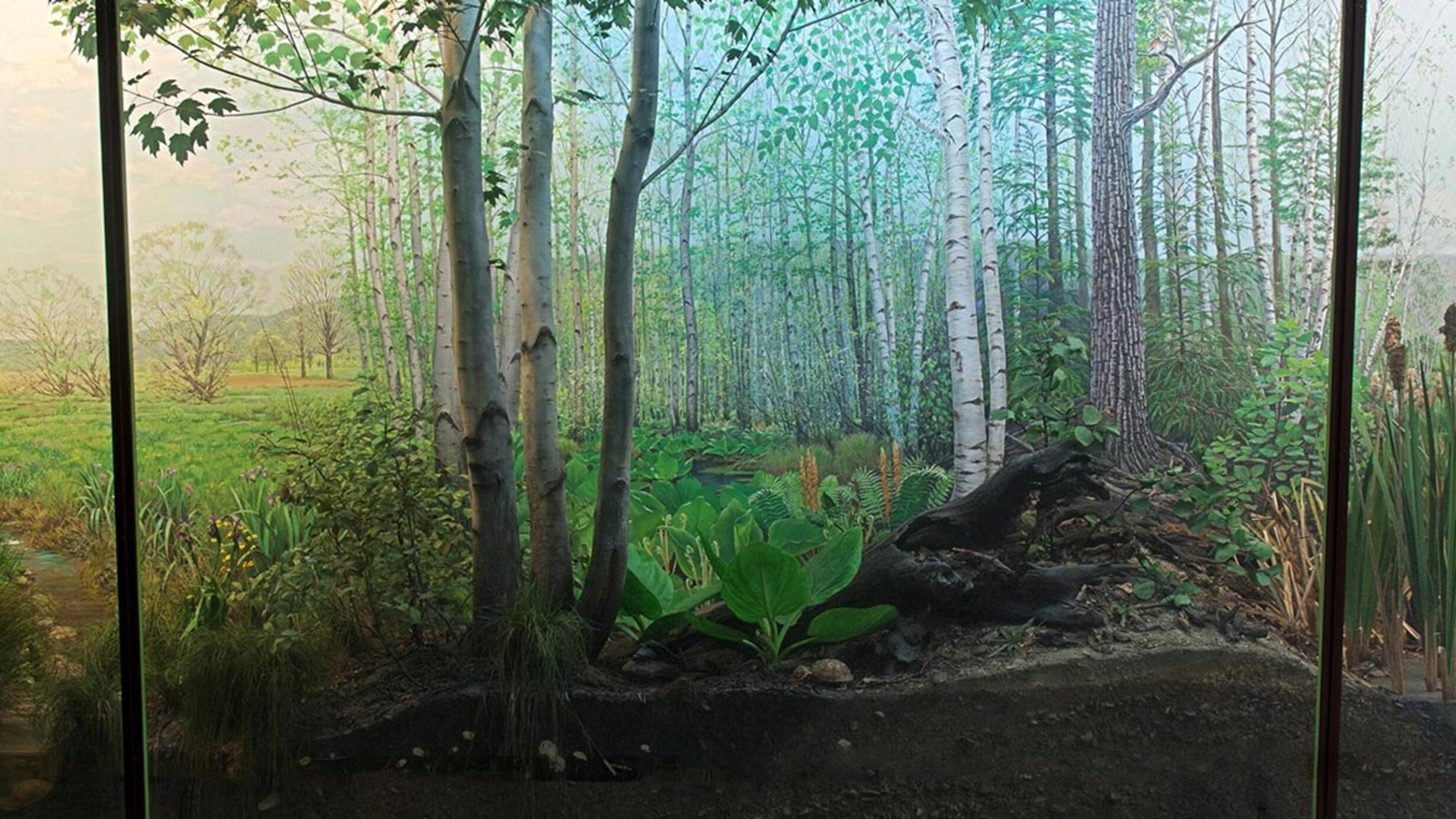 Museum diorama depicting the evolution of a landscape from a swamp (right), to a forest (middle), to a cleared grassy space (left).