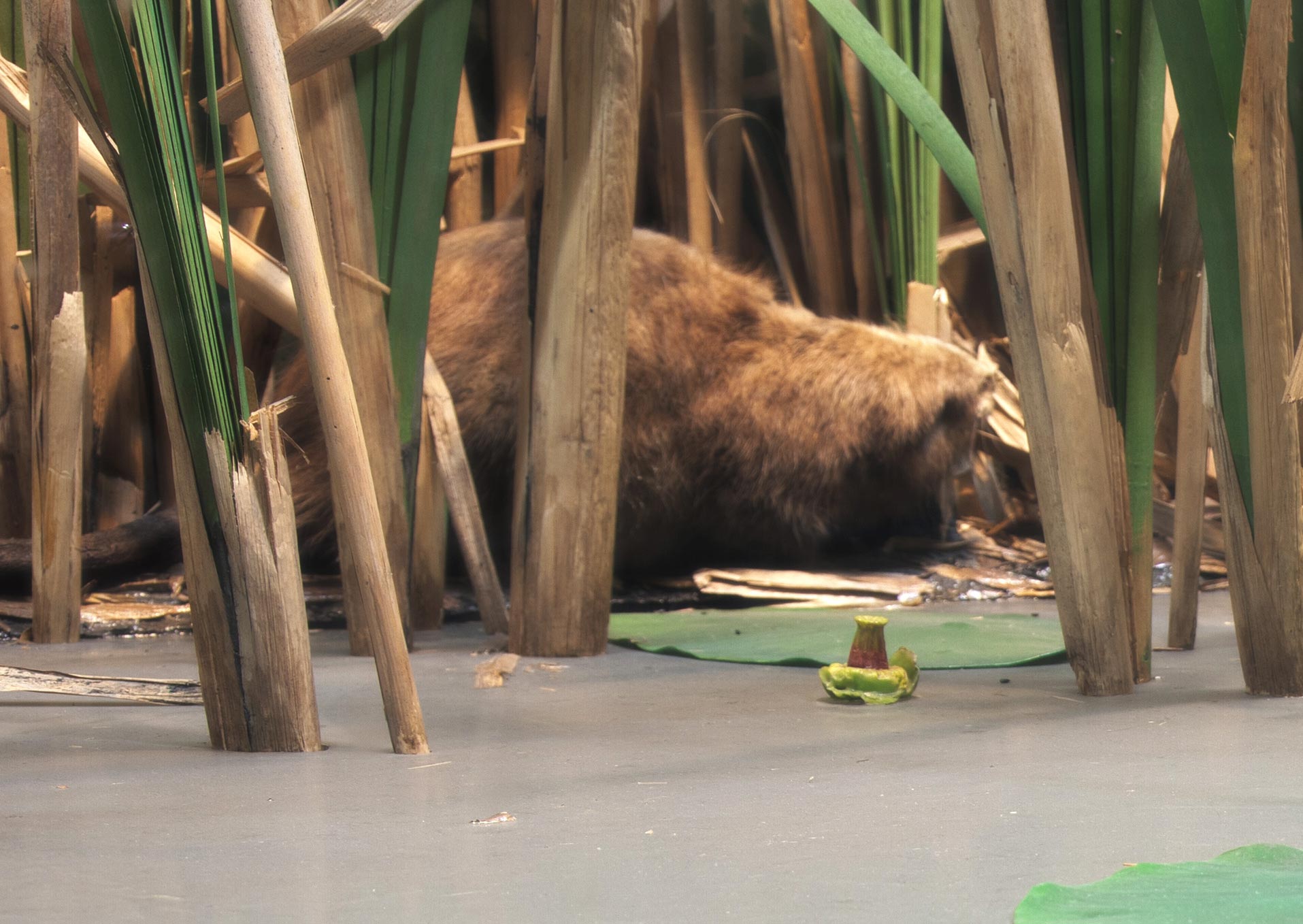 Section of a diorama showing a muskrat on the shore of a lake.
