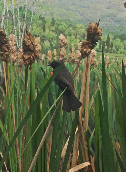 Section of a diorama representing a red wing blackbird on a field of Right Common Cottontail
