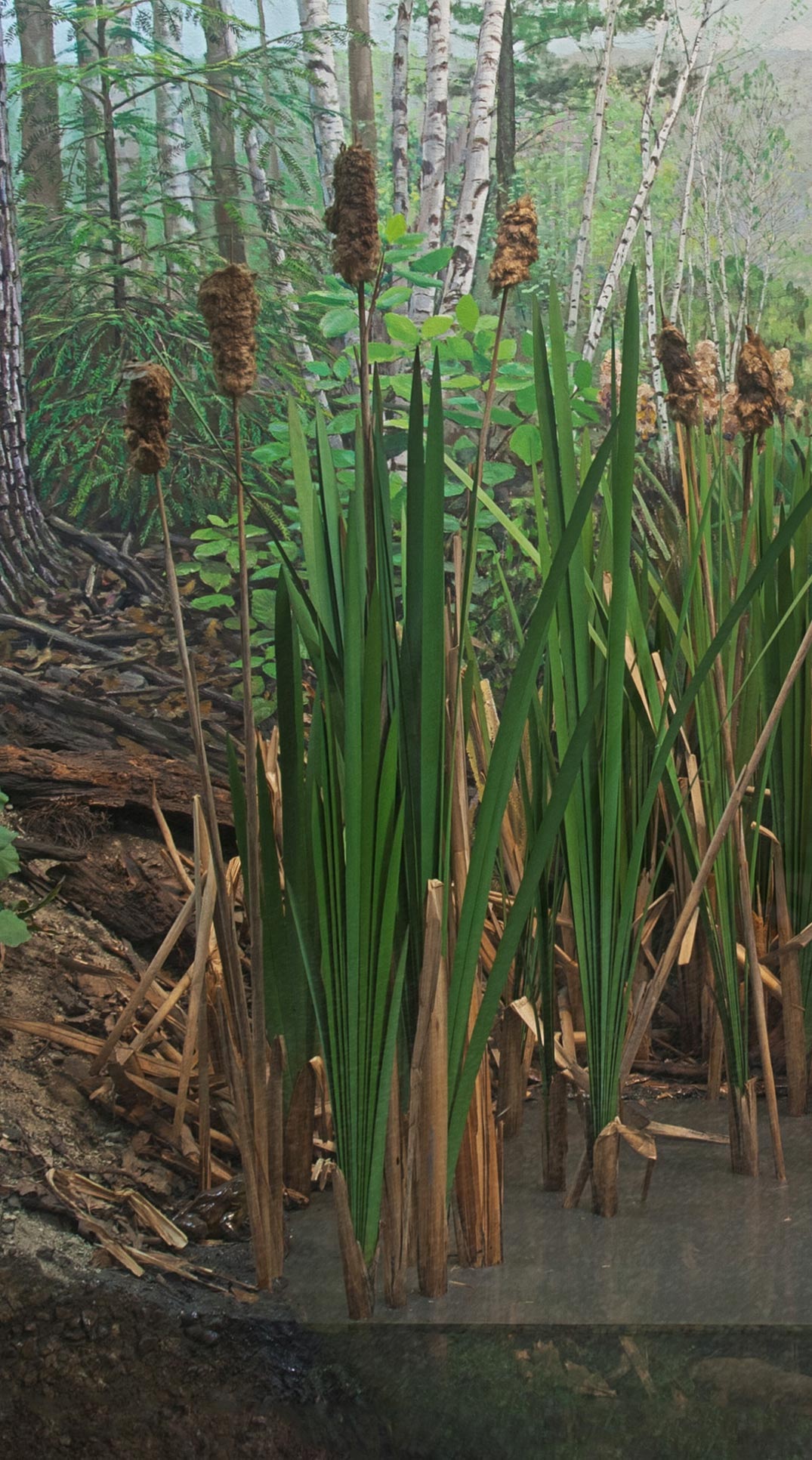 Section of a diorama showing right common cottontail on the shore of a pond