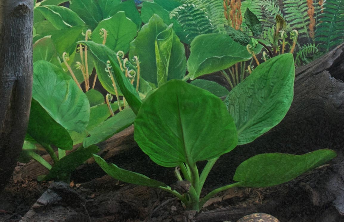 Section of a diorama showing sunk cabbage