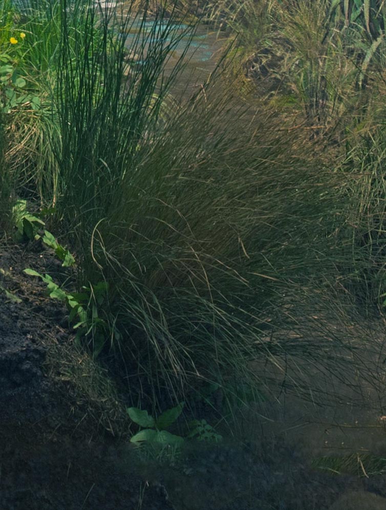 Section of a diorama showing Tussock Sedge on the side of a water stream.