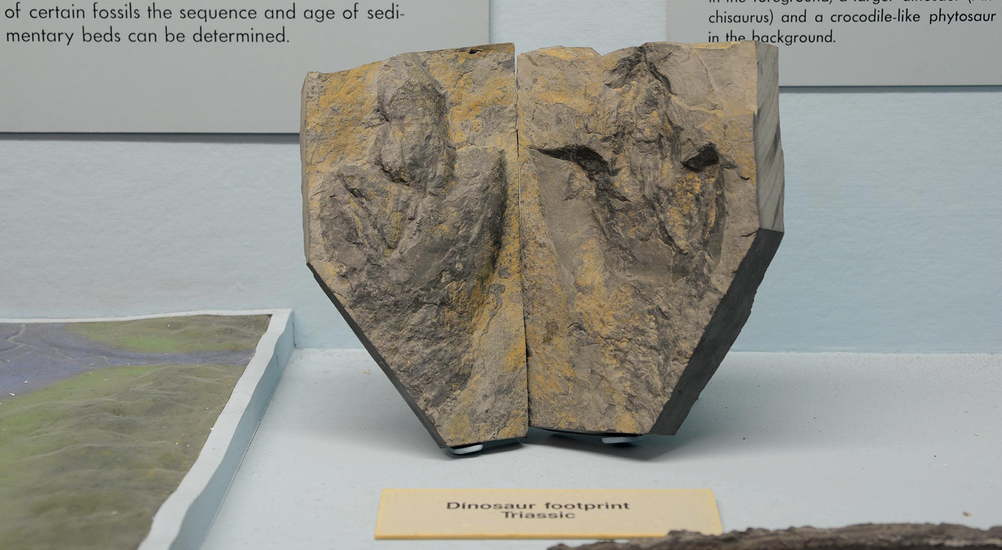 Fossil of dinosaur footprint in museum case