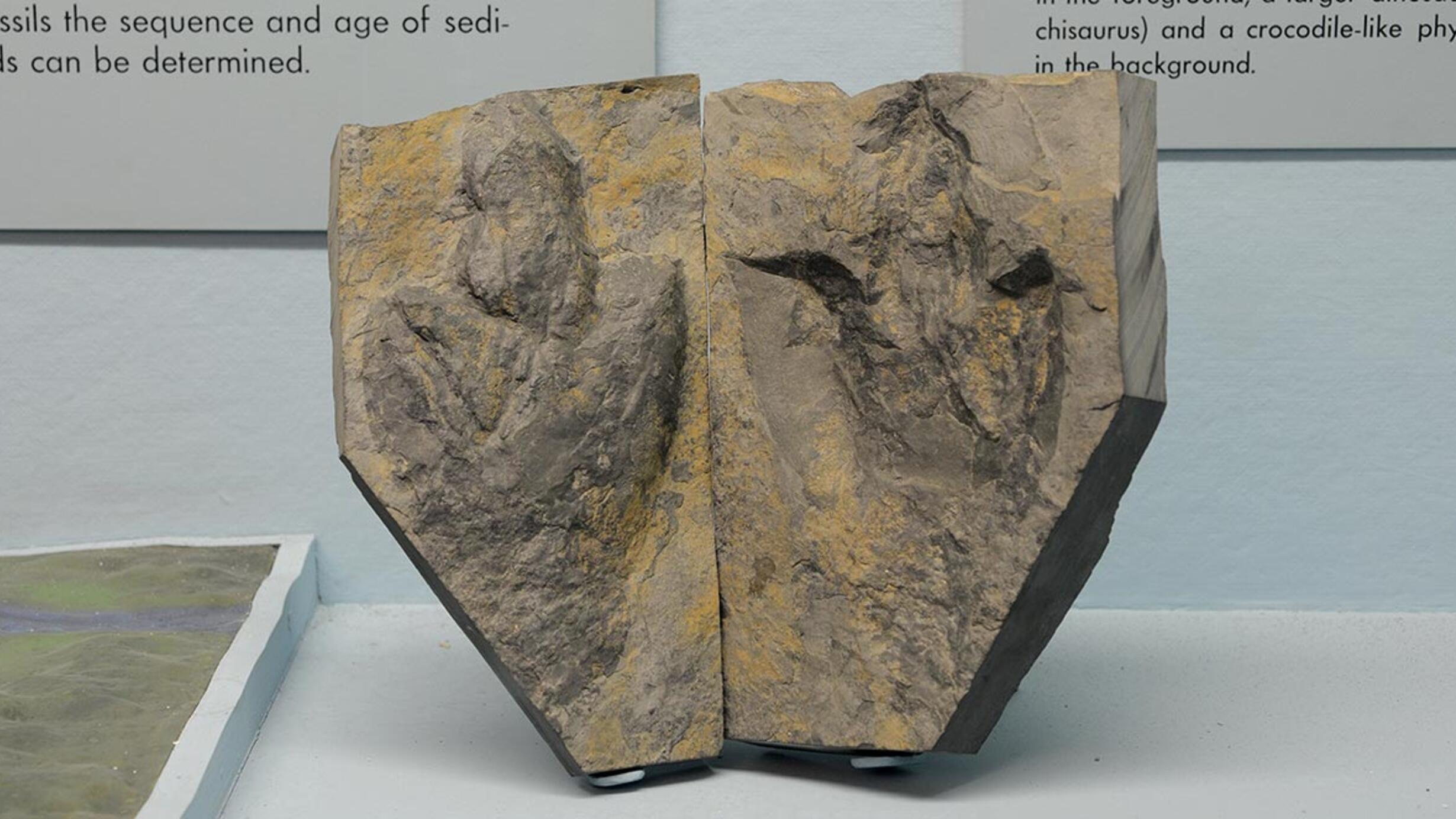 Fossil of dinosaur footprint in museum case