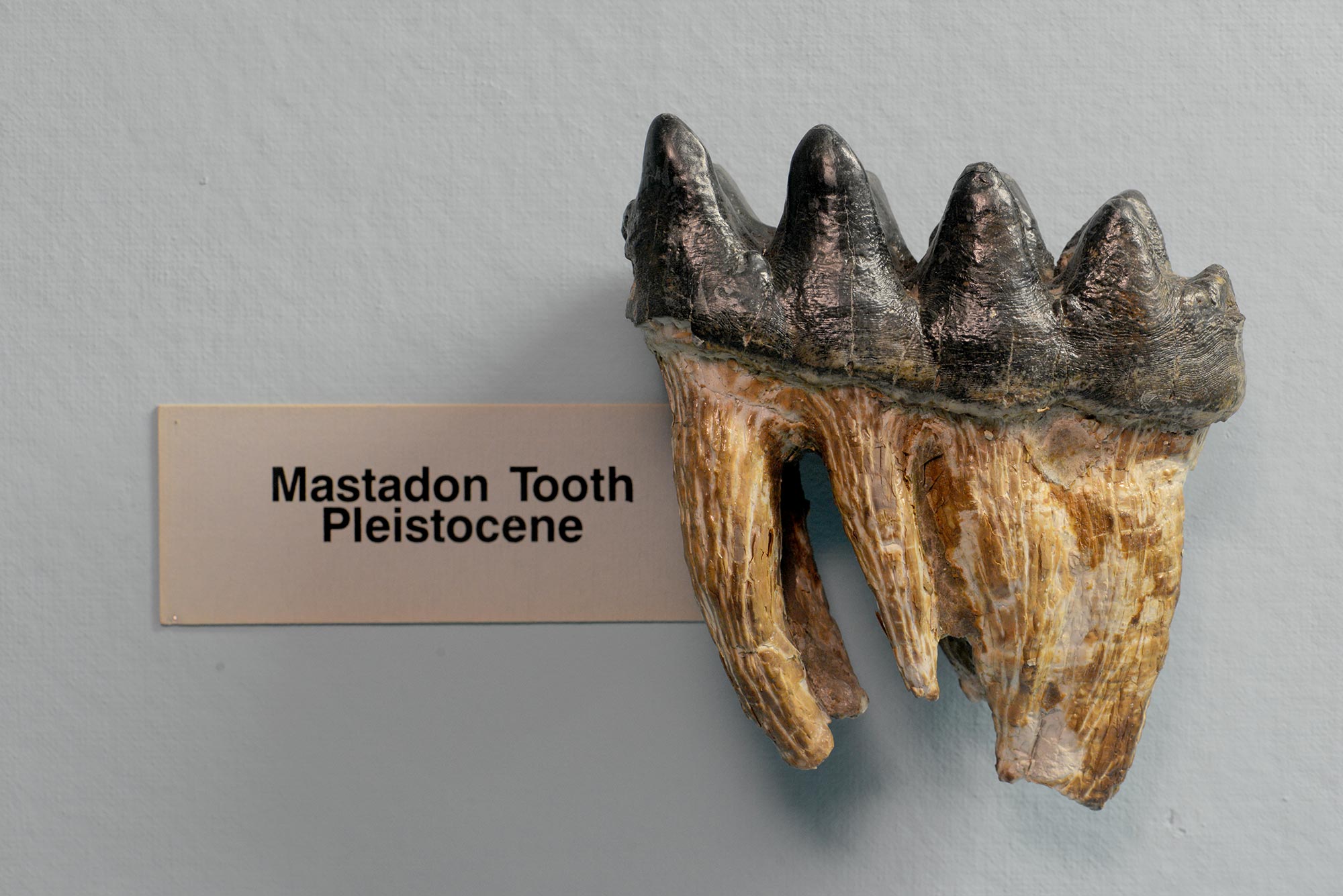 Fossil of mastodon tooth