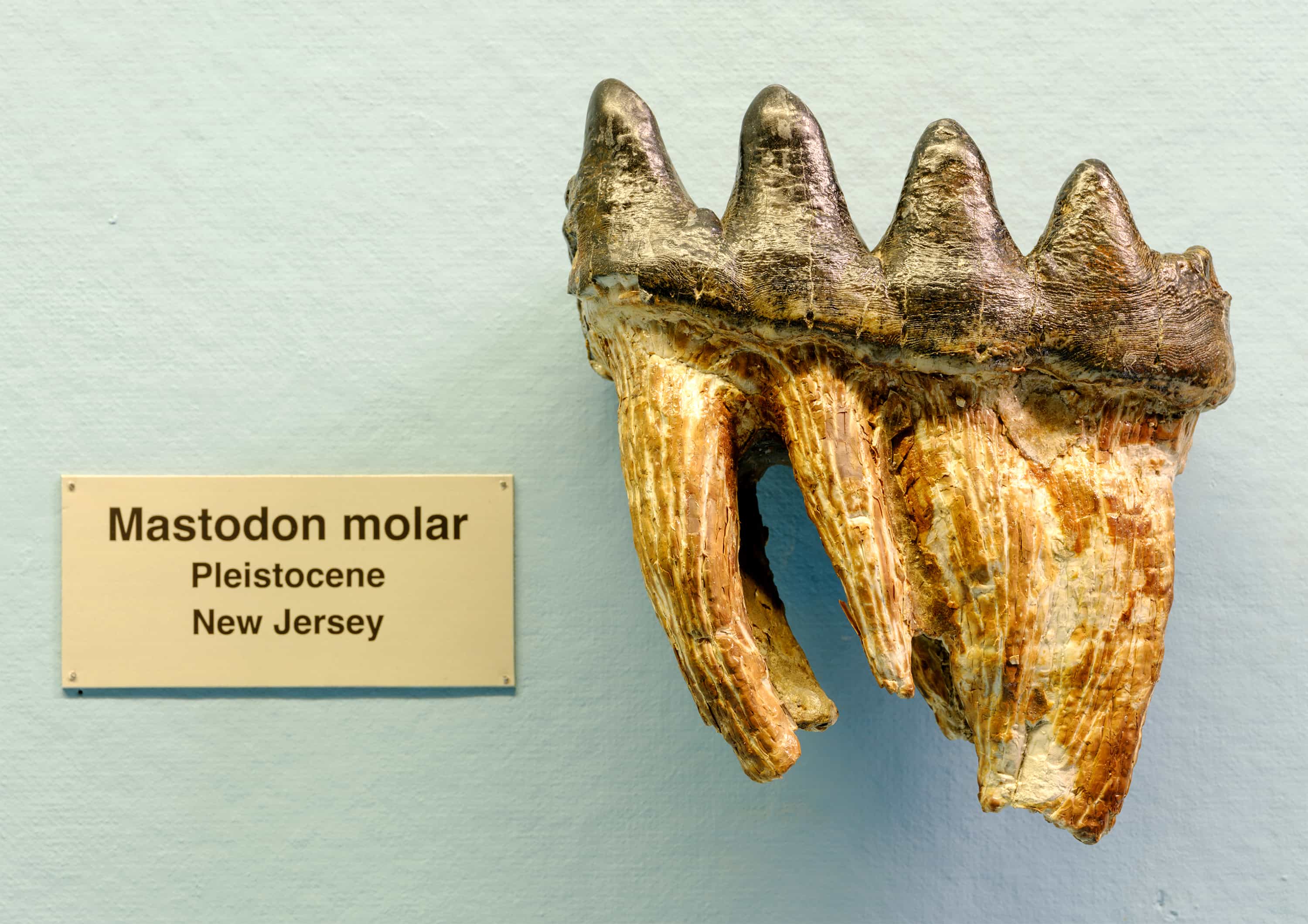 Fossil of mastodon molar