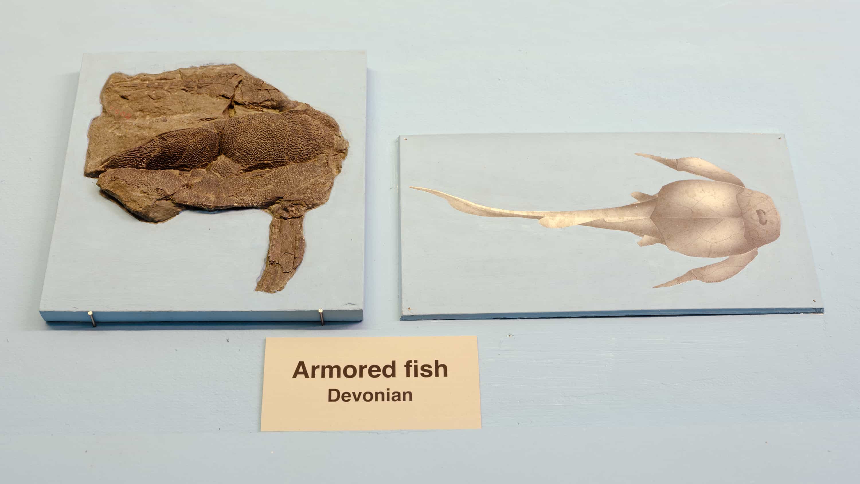 Fossil and illustration of armored fish