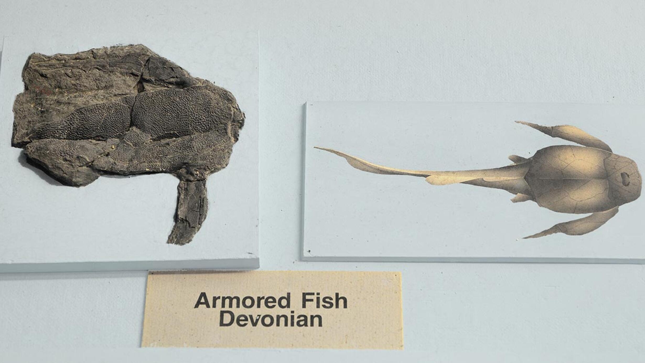 Fossil and illustration of armored fish