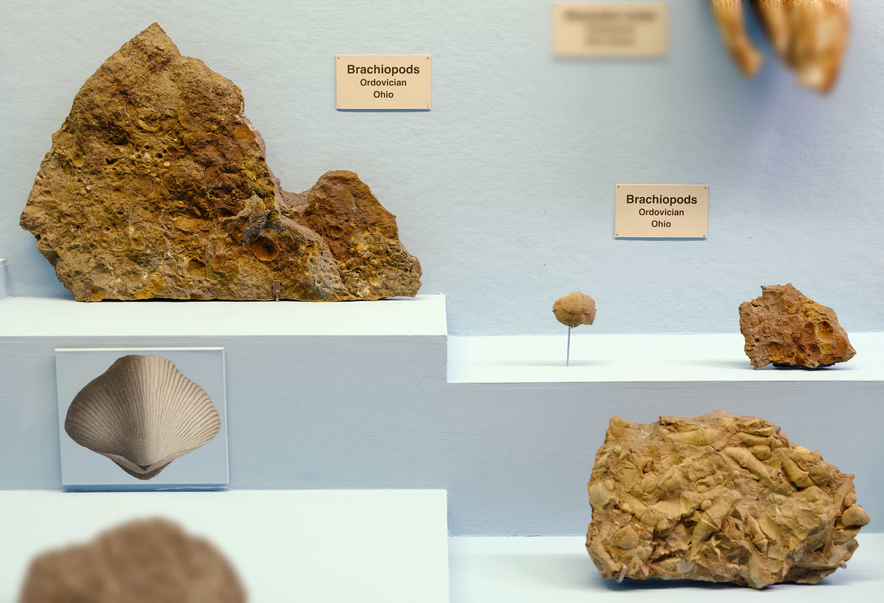Section of museum case showing fossils and illustration of brachipods