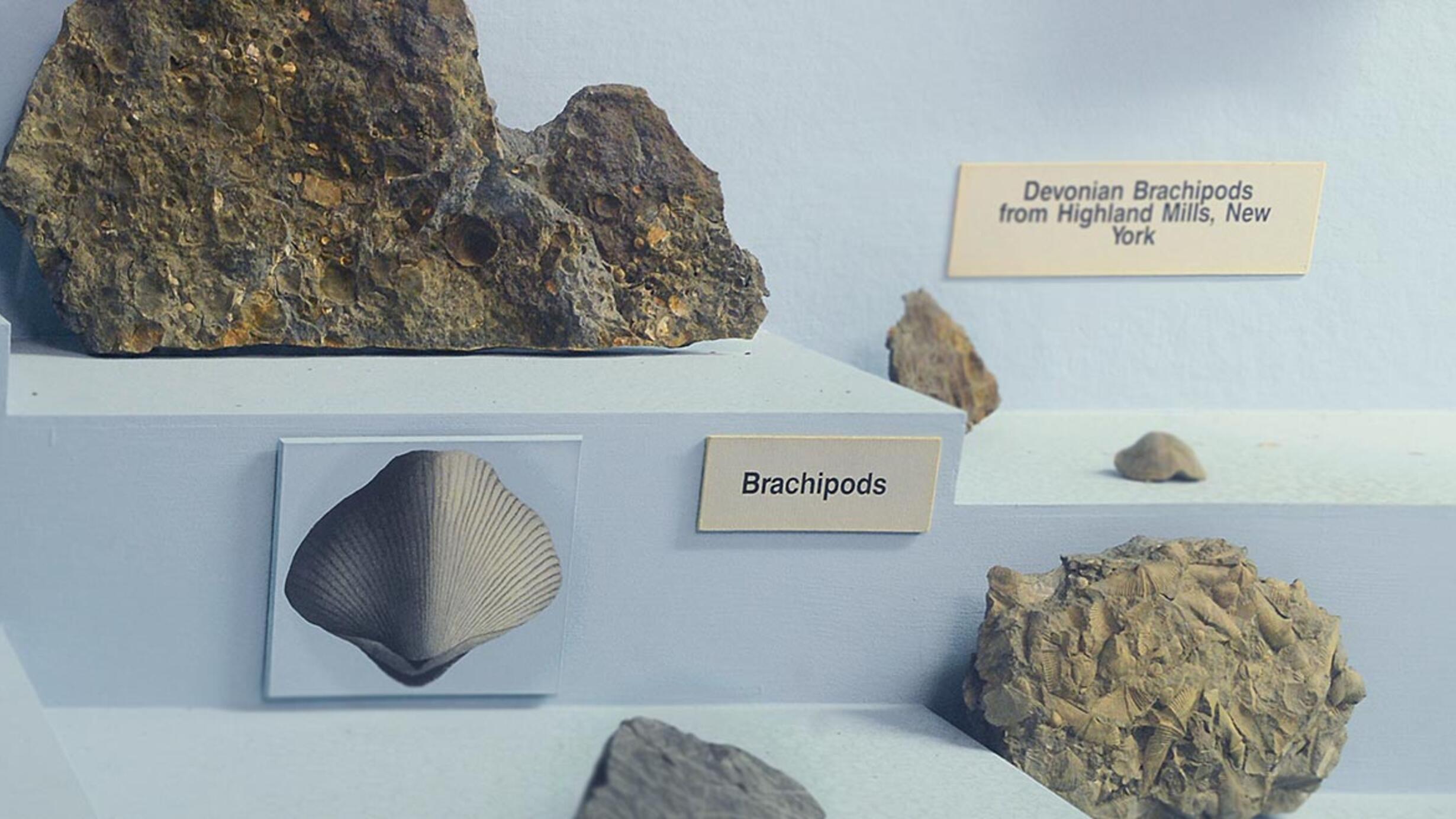 Section of museum case showing fossils and illustration of brachipods