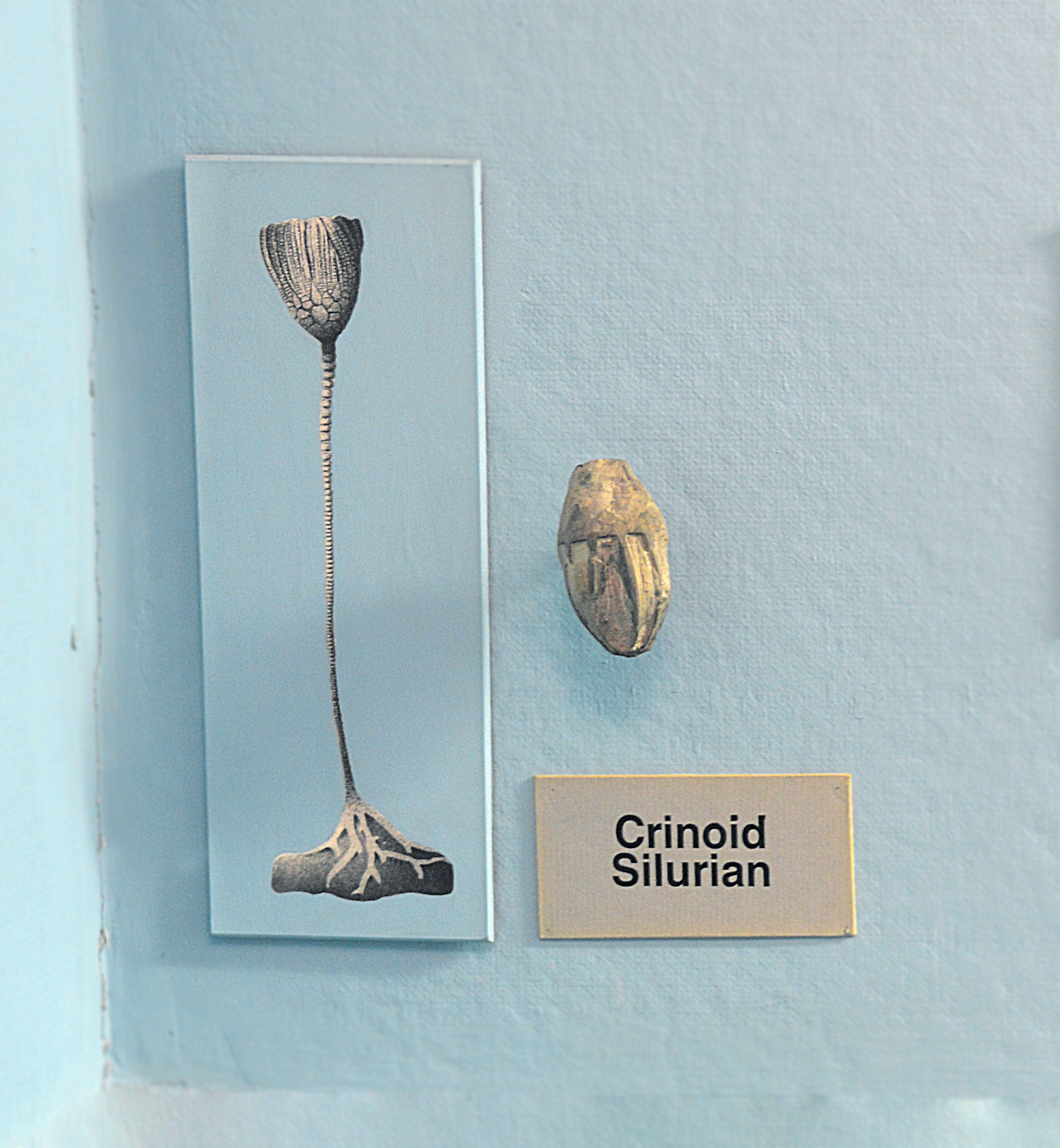 Illustration and fossil of crinoid