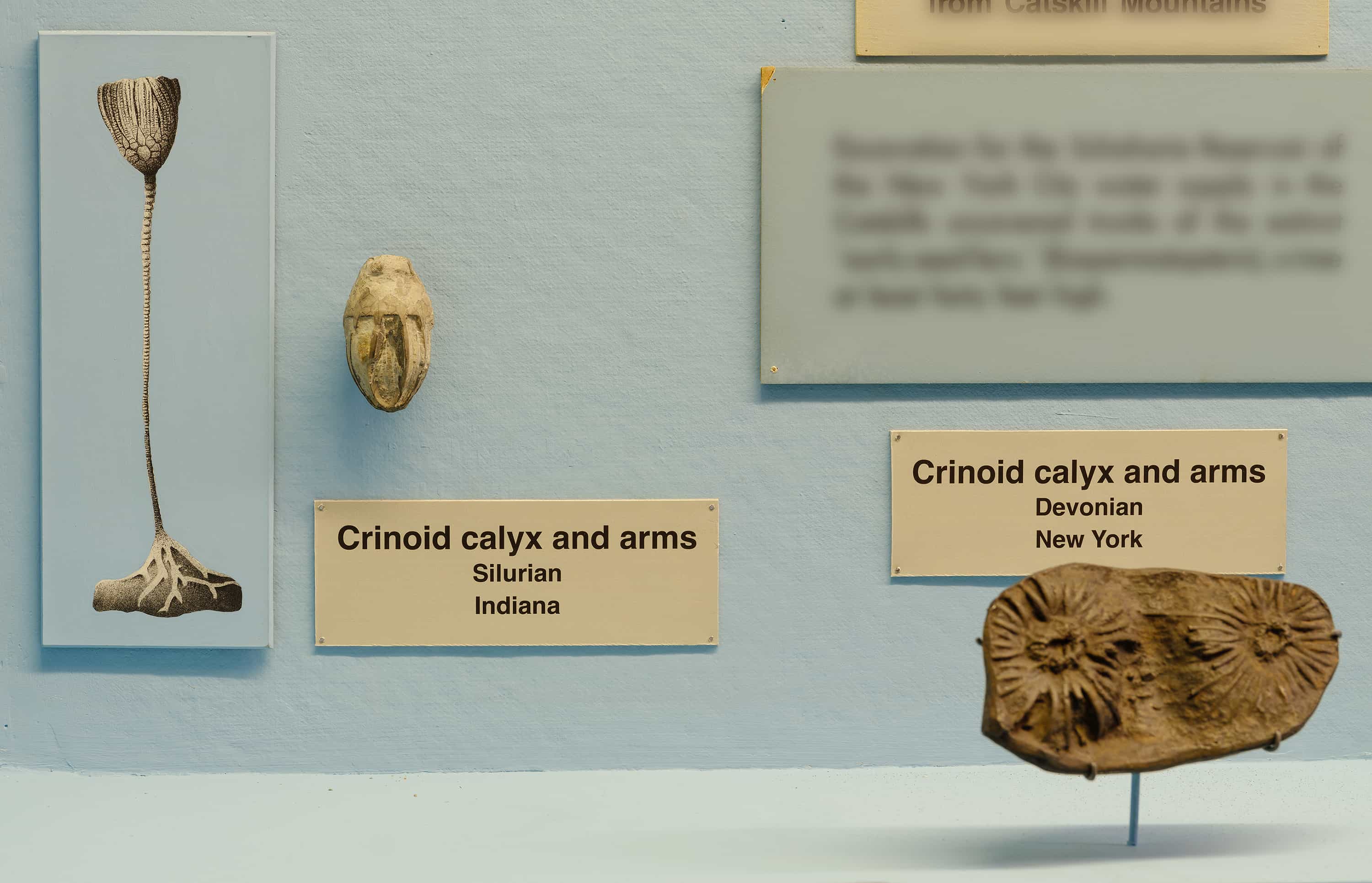 Illustration and fossil of crinoid