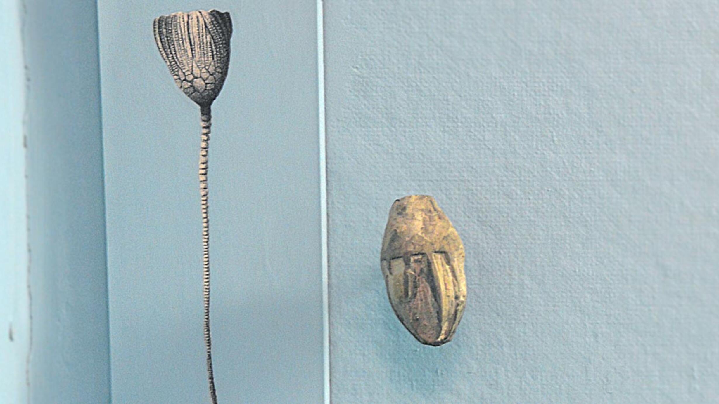 Fossil and illustration of crinoid.