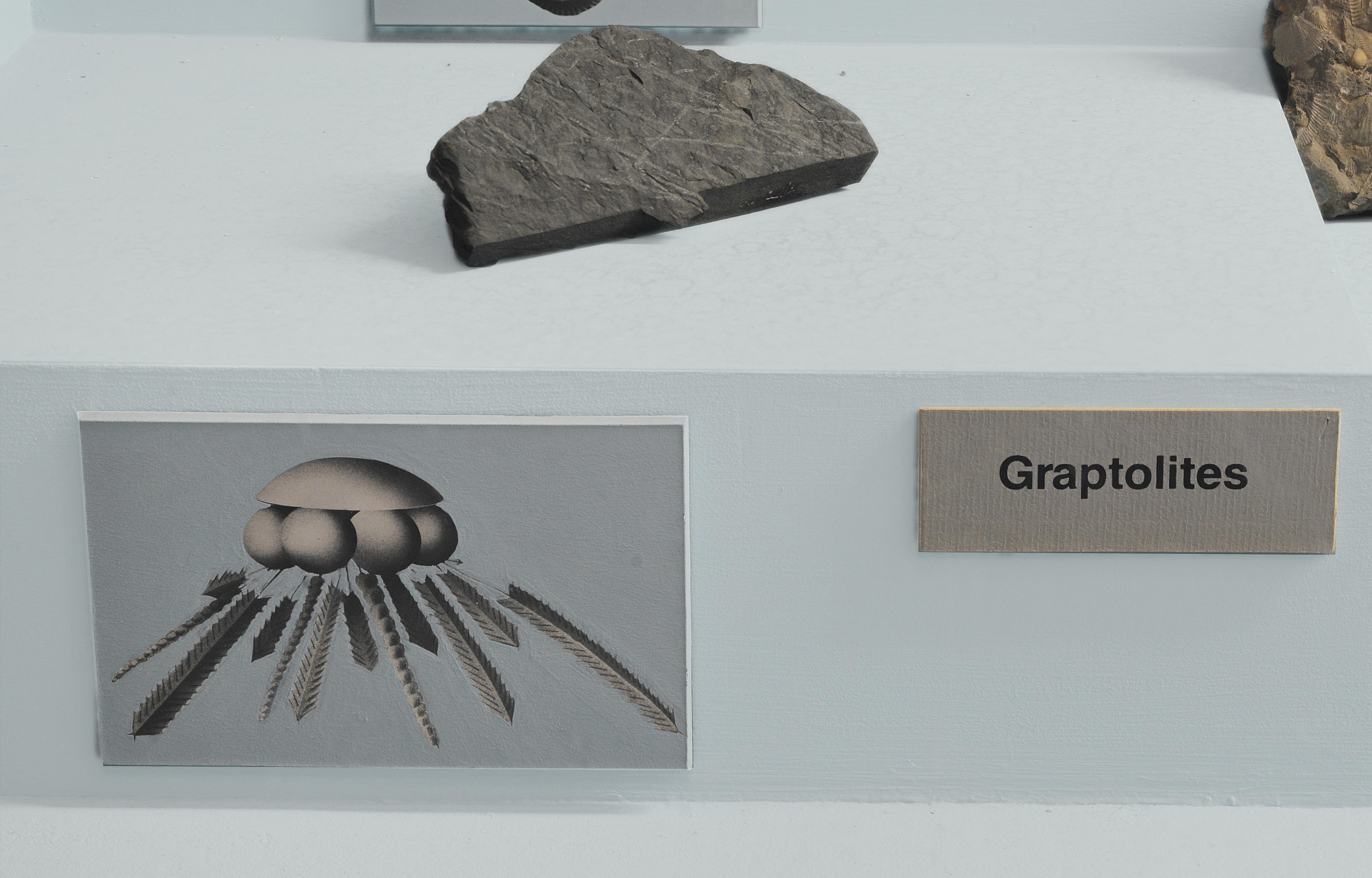 Fossil and illustration of graptolites