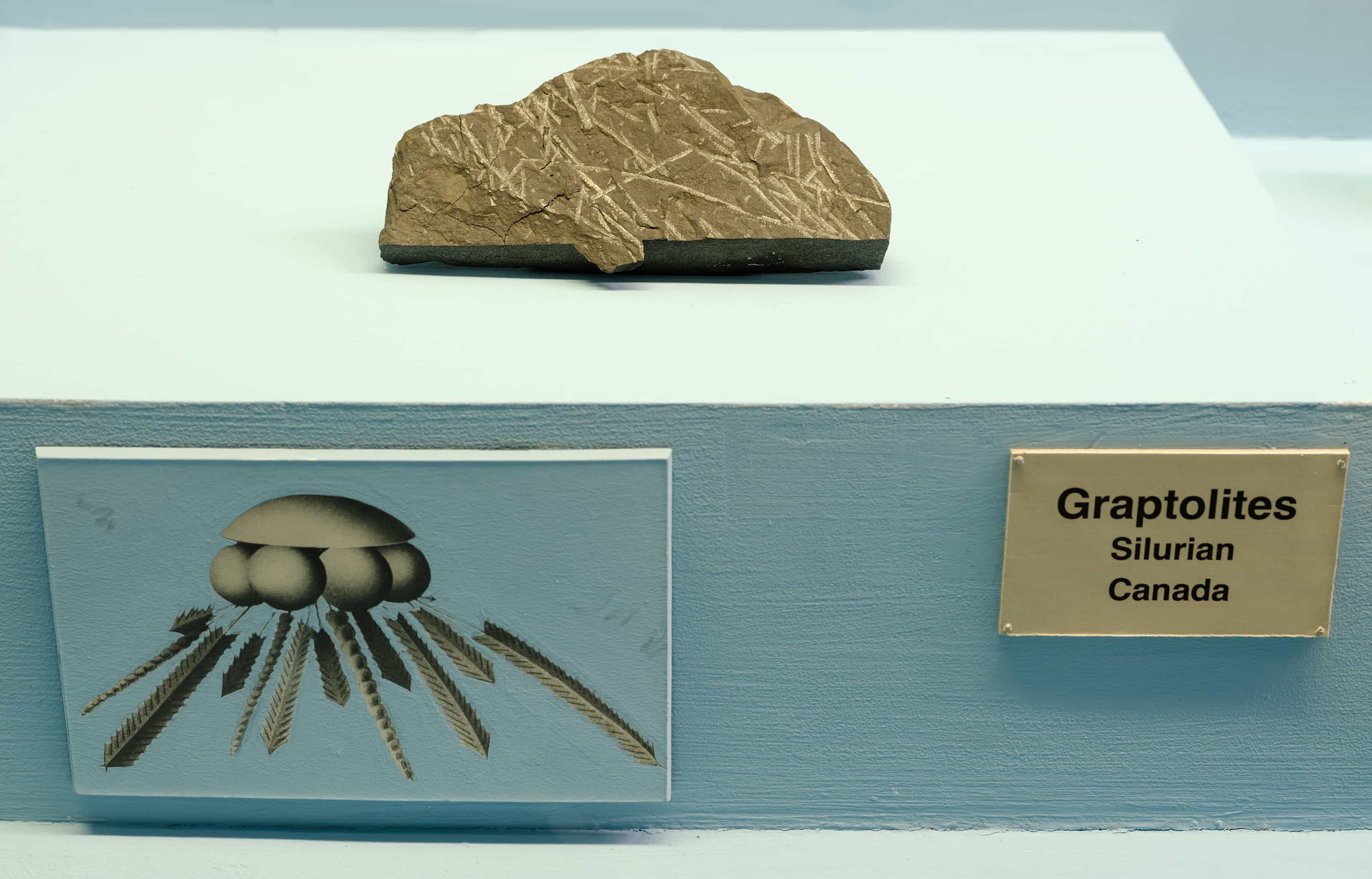 Graptolite