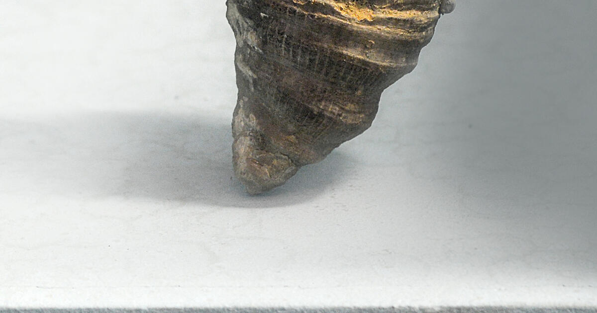 Horn Coral | AMNH