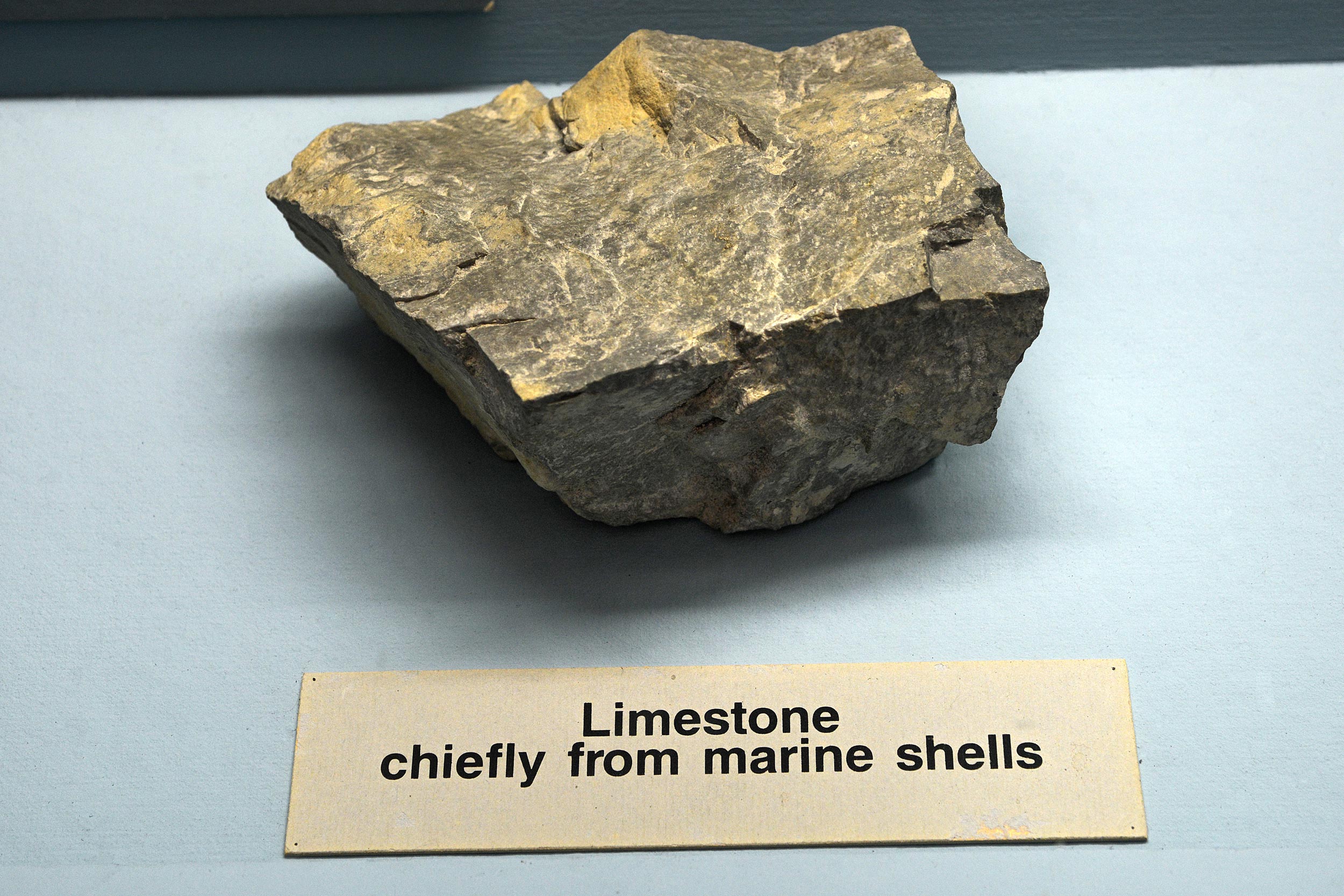 Chiefly from marine shells in museum case