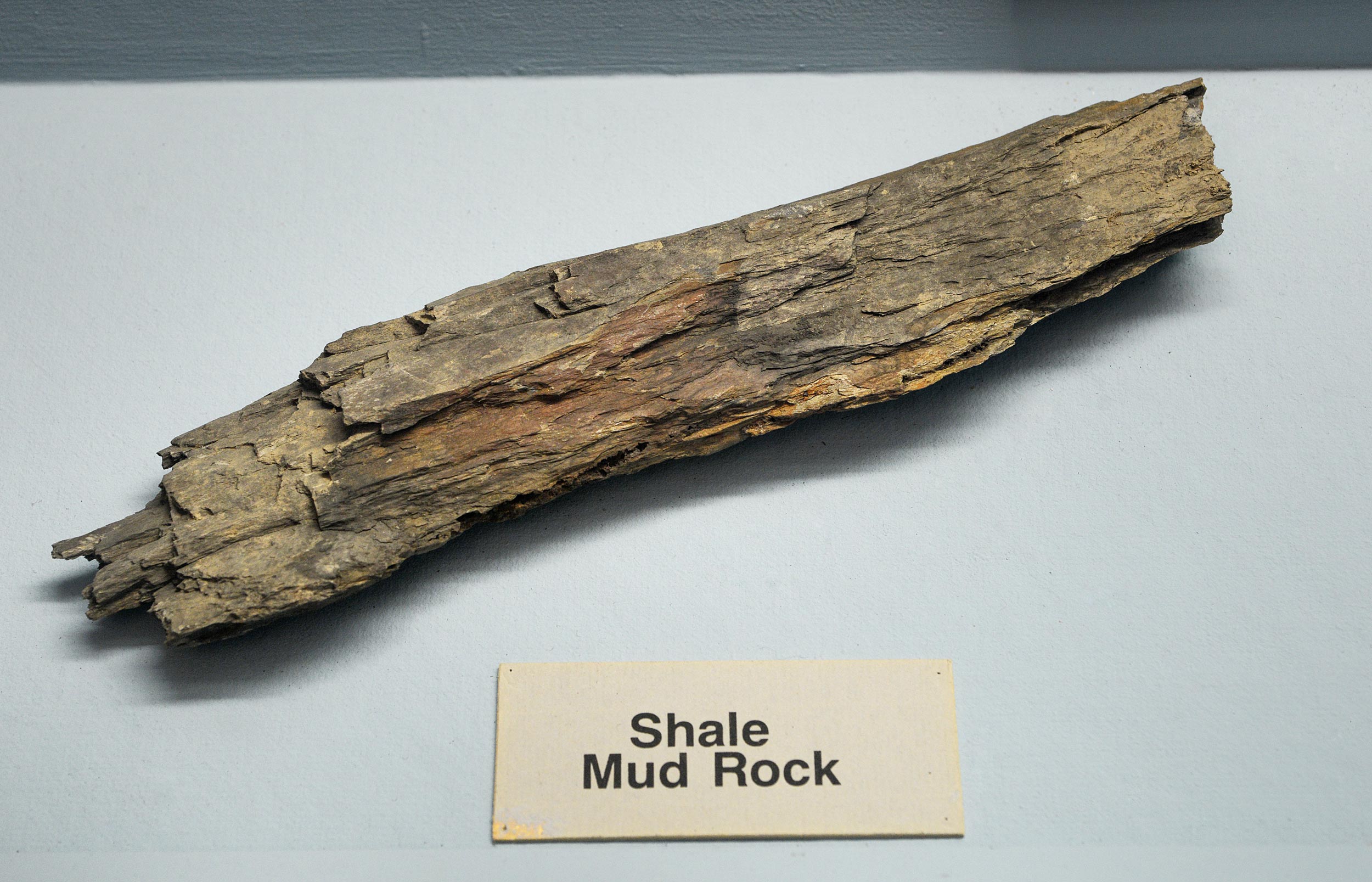 Long piece of shale mud rock with a flaky, layered appearance and a label reading "Shale Mud Rock."