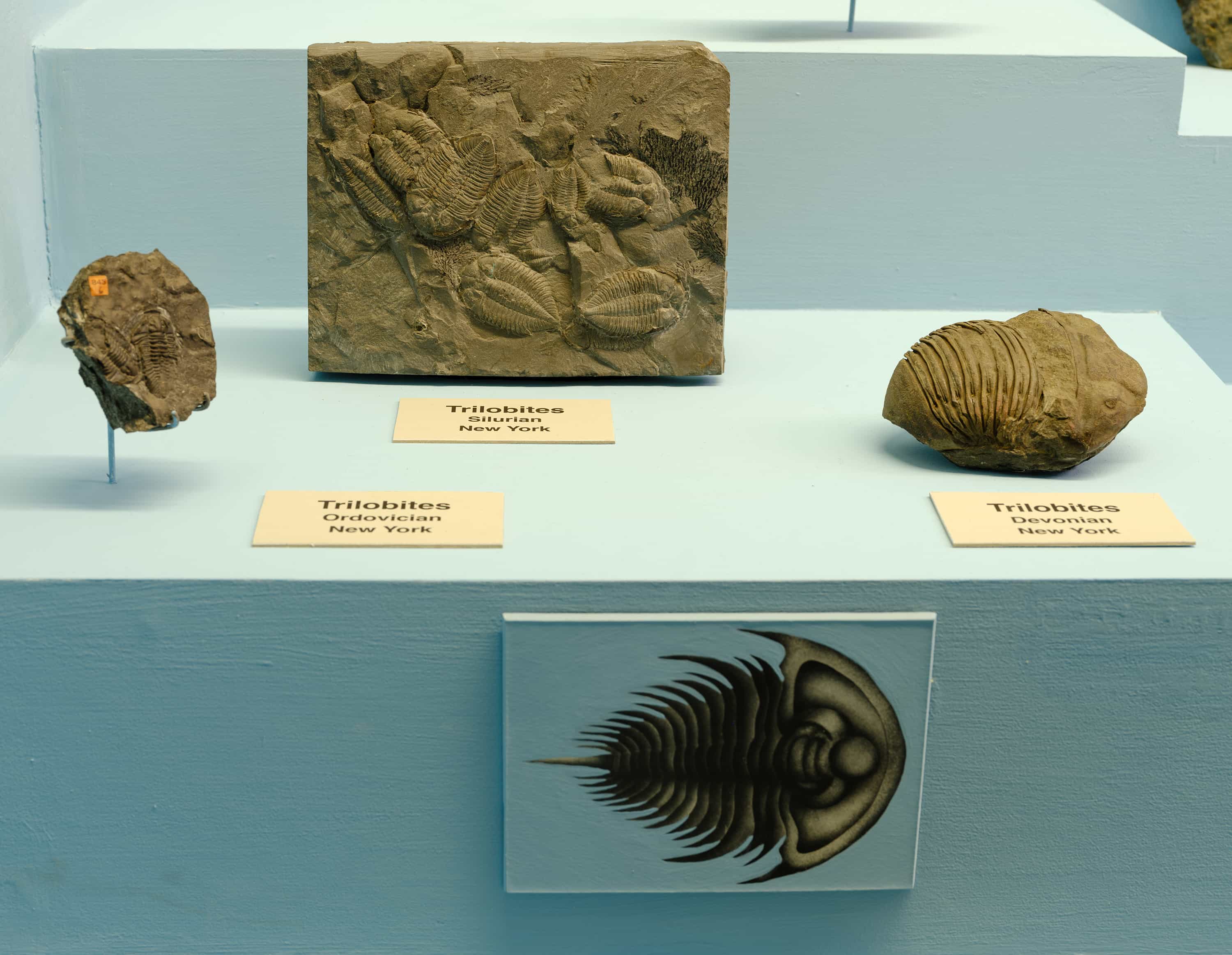Trilobites