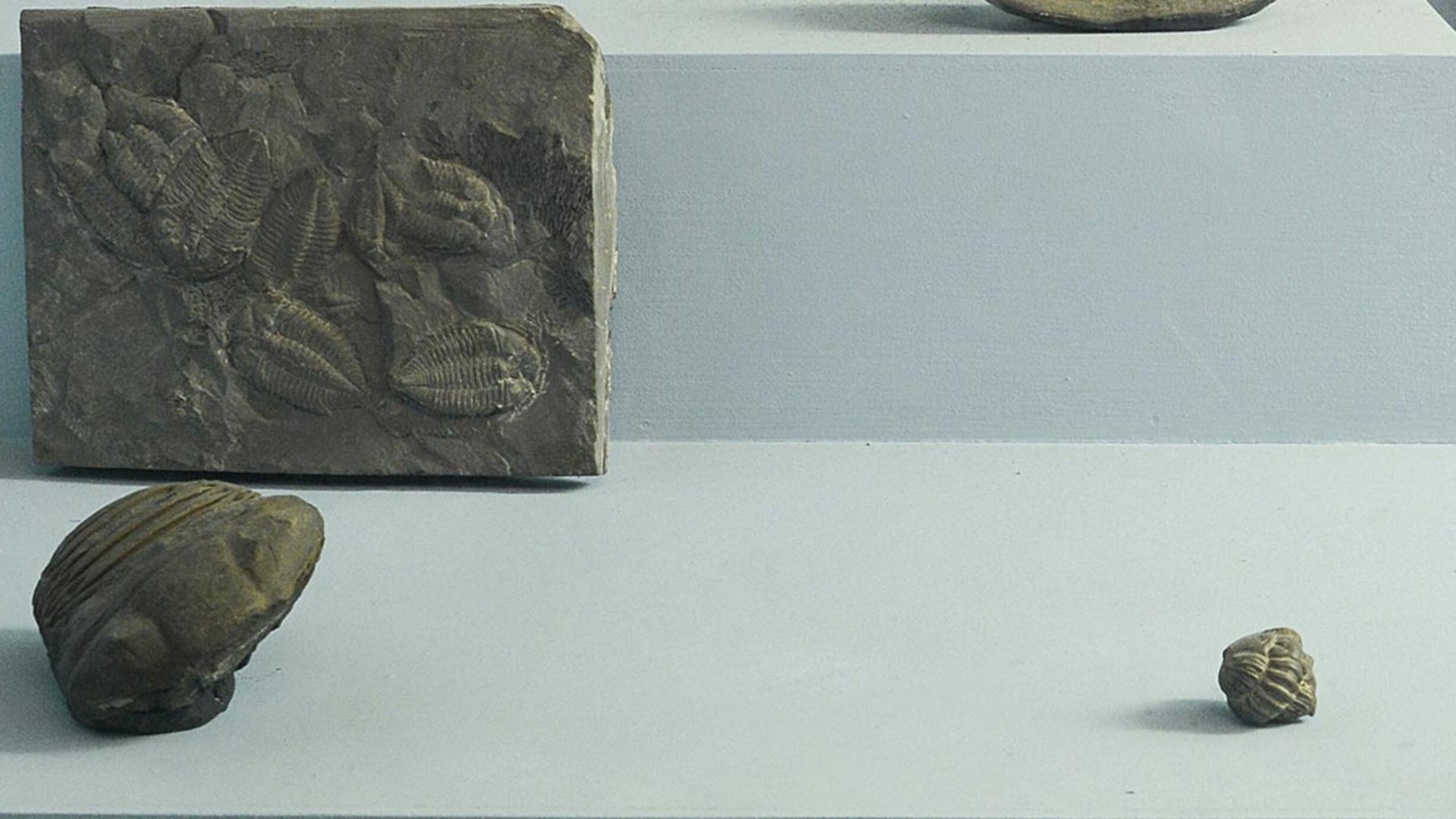 Trilobites in museum case