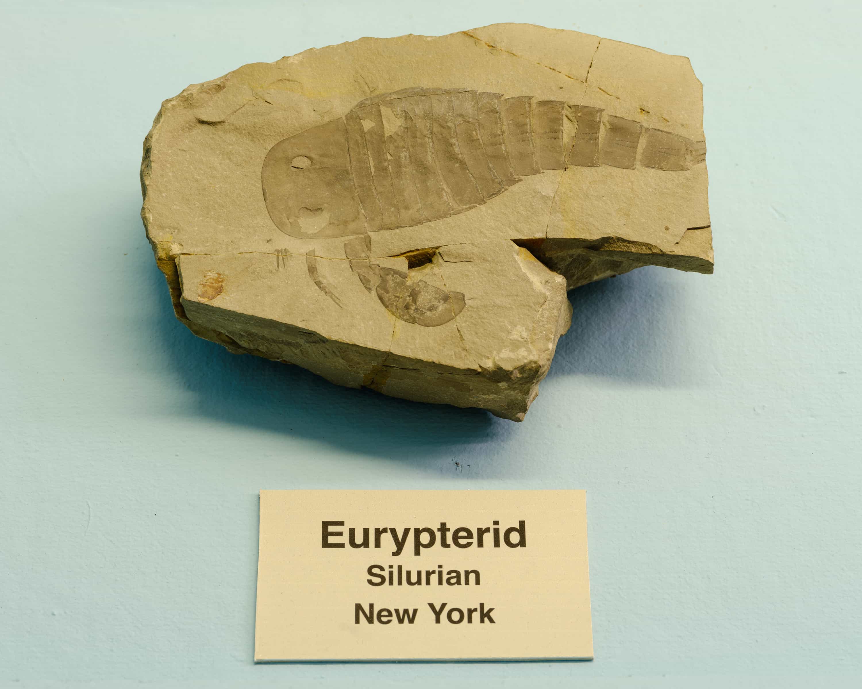  A fragment of rock holding a fossilized eurypterid, an extinct arthropod informally known as a sea scorpion.