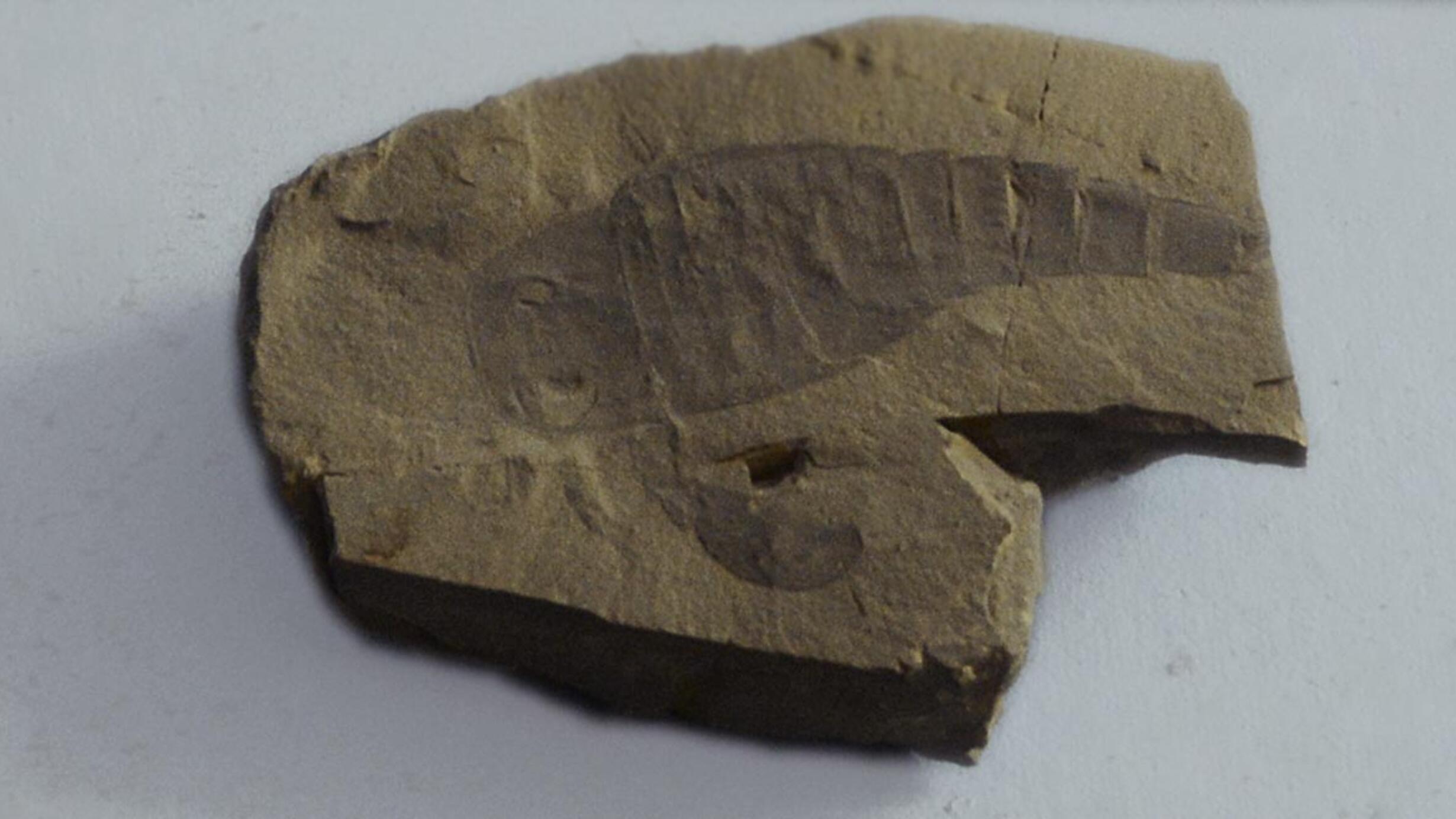 Eurypterid in museum case