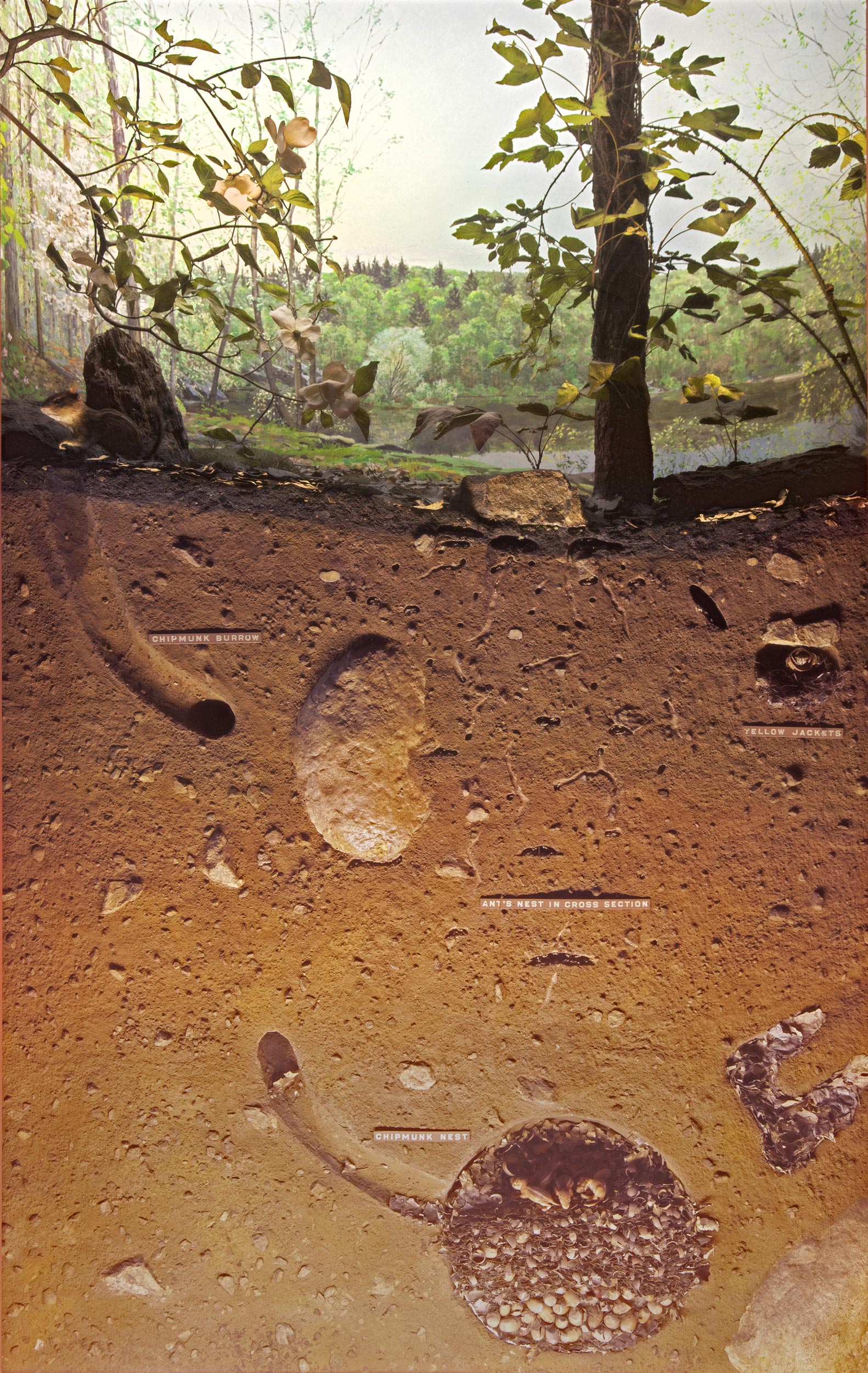 Diorama showing the landscape and cross section of the soil of the woodland during the spring season.
