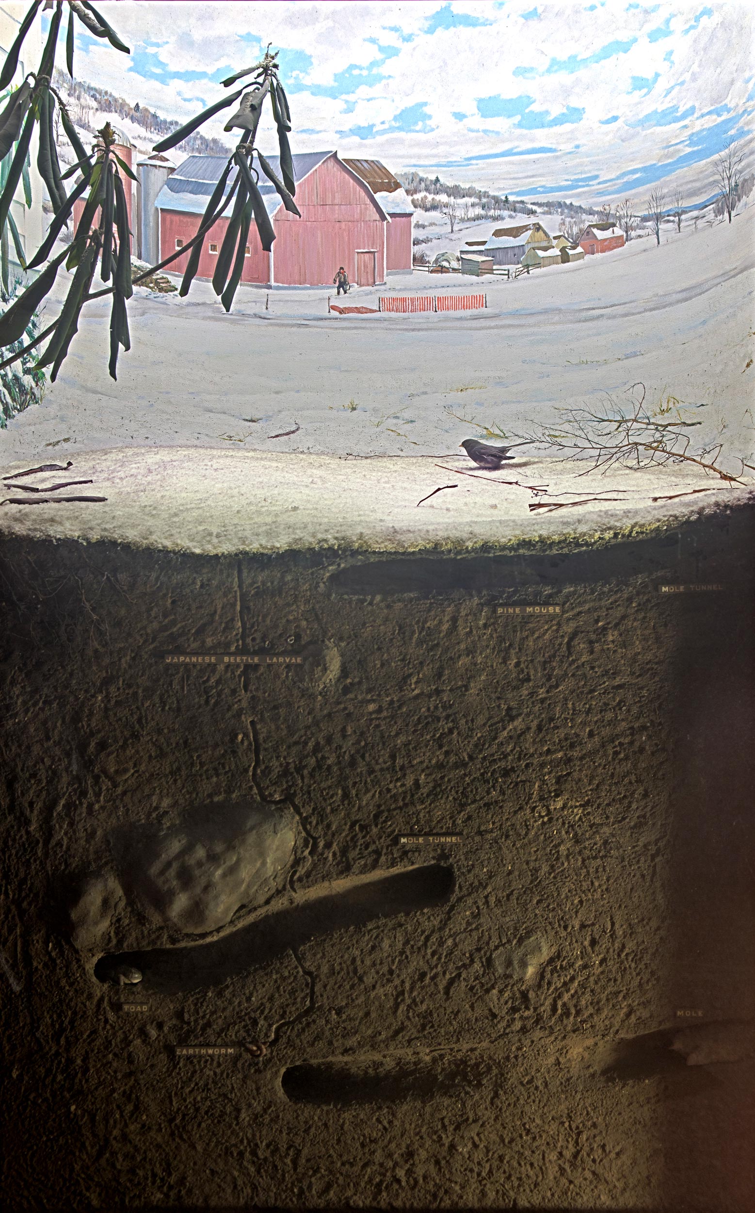 Diorama showing the landscape and cross section of the soil of the farmer's lawn during the winter season.