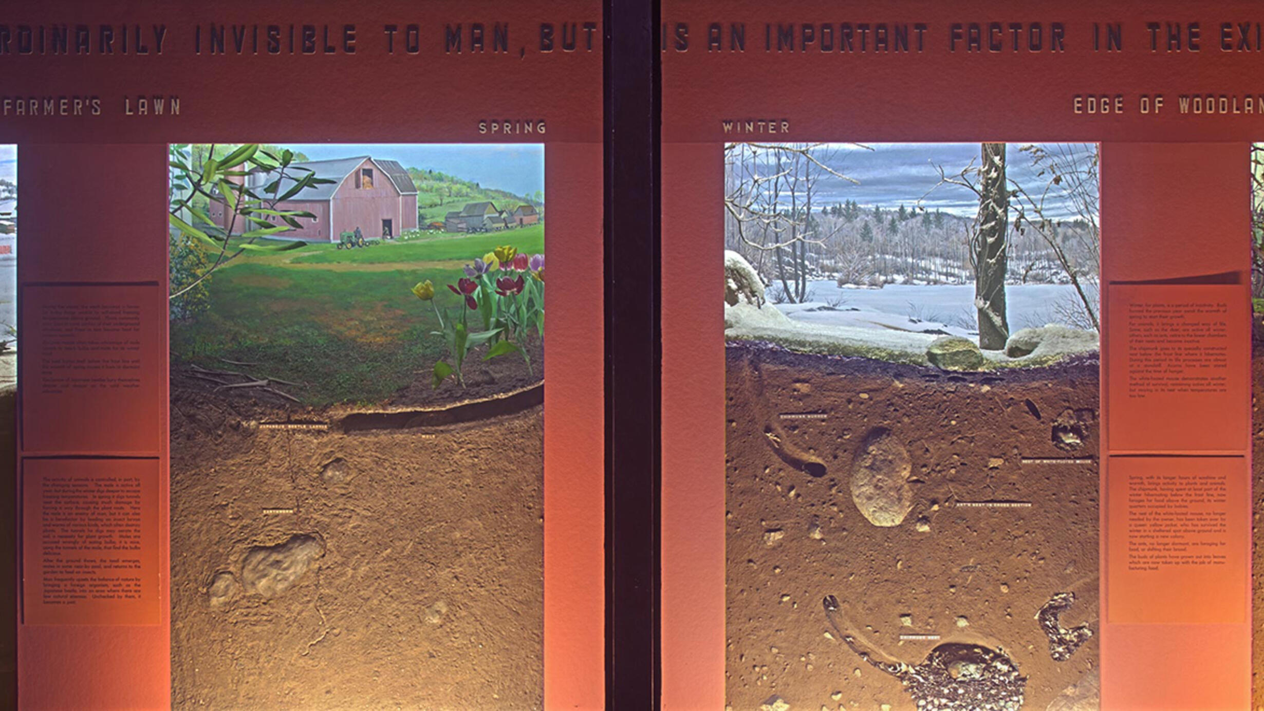Museum installation showing four dioramas that include a cross section of the soil of the Farmer's lawn and the woodland in different seasons.